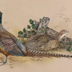 Janet Marshall, Common Pheasant II