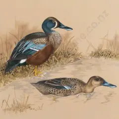 Janet Marshall, New Zealand Shoveler