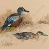 Janet Marshall, New Zealand Shoveler