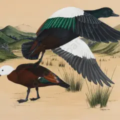 Janet Marshall, Paradise Duck