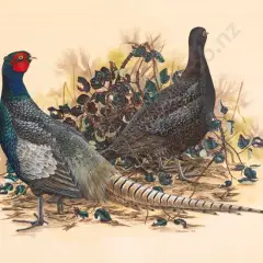 Janet Marshall, Common Pheasant