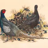 Janet Marshall, Common Pheasant