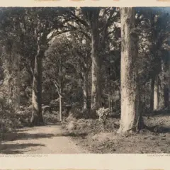 George Chance, Waipoua Kauri Forest - North Auckland NZ (unframed)