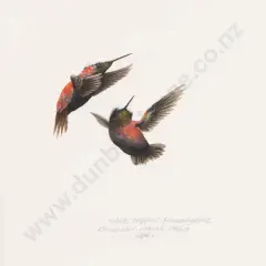 Raymond Ching, White Capped Hummingbirds