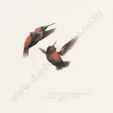 Raymond Ching, White Capped Hummingbirds