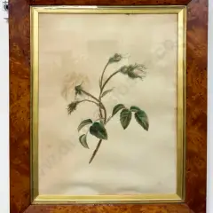 Victorian Botanical Study Watercolour, Birds Eye Maple Frame