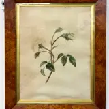 Victorian Botanical Study Watercolour, Birds Eye Maple Frame