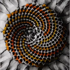 Grant Douglas, Sunflower