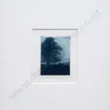Fleur Williams, Macrocarpa