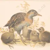 Raymond Ching, North Island Weka