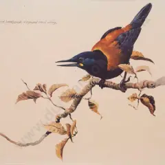Raymond Ching, The North Island Saddleback