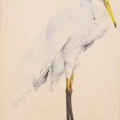 Raymond Ching, Eastern Great White Egret