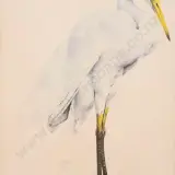 Raymond Ching, Eastern Great White Egret
