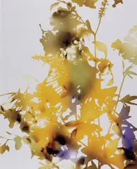 009 by James Welling, 2006, Chromogenic print, flush-mounted, sold Sep 2019