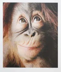 Tim Flach, Untitled, 'Baby Orang' archival digital print in colours on Hahnemühle Fine Art Photo Rag Satin