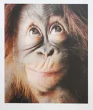 Tim Flach, Untitled, 'Baby Orang' archival digital print in colours on Hahnemühle Fine Art Photo Rag Satin