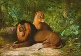 James Henry Beard, Lion and lioness, oil on canvas