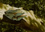 Jamie Wyeth, Tree fungus