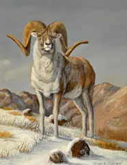 Gary R. Swanson, Snow sheep; Tibetan Argali; Tin Shan Argali (group of three paintings)