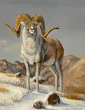 Gary R. Swanson, Snow sheep; Tibetan Argali; Tin Shan Argali (group of three paintings)
