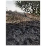 Joaquín Flores, El perro negro, 2015, Óleo sobre tela