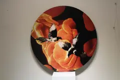 Rachel Ballagh, Untitled