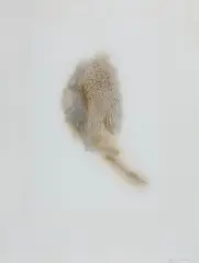 Eilis O'Connell, Untitled