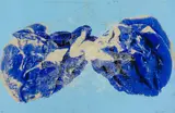 Naomi Hanrahan, Untitled