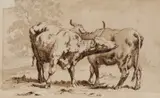 Thomas Woodward, Two Long Horned Cows Grooming, Pencil, pen and wash