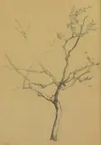 Hugo Lous Mohr, Frukttre, 1918, Blyant på papir, lysmål