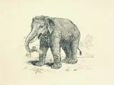 Karl Uchermann, Asiatisk elefant, Penn på papir, lysmål