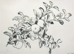 Dagfin Werenskiold, Gren med epler, 1938, Penn på papir, lysmål