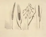 Thorolf Holmboe, Rug, Byg, Havre, Hvede