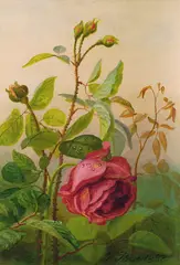Frants Diderik Bøe, Rose, 1888, Olje på papir, oppklebet på plate
