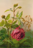 Frants Diderik Bøe, Rose, 1888, Olje på papir, oppklebet på plate
