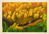 María Thereza Negreiros, Girasol, 2000, Serigrafía sobre papel, Ejemplar P/A