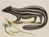 Mark Catesby, The Pole-Cat, Putorius Americanus Striatus, engraving for "The natural History of Carolina