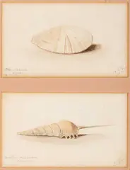 Ernest Henri Griset, A Study Of Mr. Bryce Mcmurdo Wright's Shells, pencil with watercolour Each: