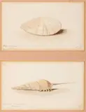 Ernest Henri Griset, A Study Of Mr. Bryce Mcmurdo Wright's Shells, pencil with watercolour Each: