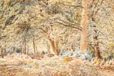 Herbert Moxon Cook, A Woodland Scene, watercolour