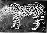 Krzysztof Janicki, Gepard, 2013, 2013, linoryt, papier