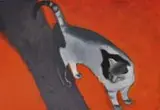 Klaudia Mostowik, Pomarańczowy, 2014, 2014, olej, tektura, 29