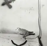 Roger Ballen, Harnessed Dove