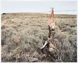David Goldblatt, Jackal, Kraairivier, between Laingsburg and Sutherland, Northern Cape. 16 August 2003
