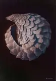 Gerbrand van Heerden, Pangolin I, oil on linen canvas