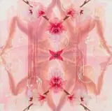 Tracy Payne, Budding Yin I, quadriptych, oil on canvas