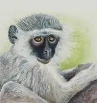 Marian Binder, Vervet Monkey, watercolour on paper