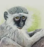 Marian Binder, Vervet Monkey, watercolour on paper