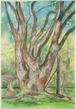 Christopher Peter, Camphor Tree in the Garden at Wildekrans, coloured pencil on paper laid down on board