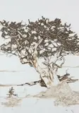 Juliet Boustred, Samara, Shepherd Tree Series, ink on paper